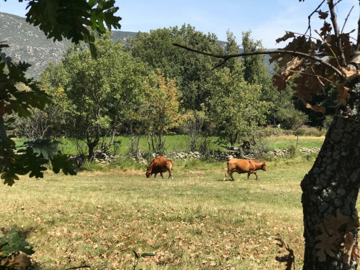 Casa Sierra De Gredos Guest House Navasequilla Екстериор снимка